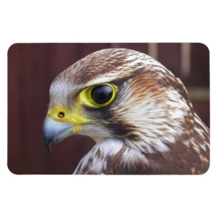 Magnet Flexible Lanner Falcon
