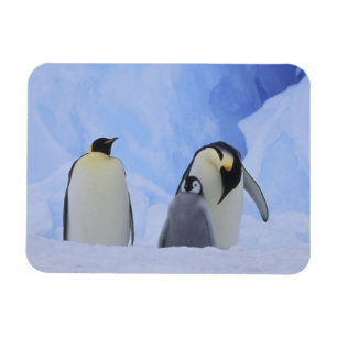 Magnet Flexible L'Antarctique. Pingouins et poussin d'empereur