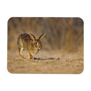 Magnet Flexible lapin à queue blanche sautant