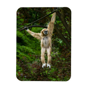 Magnet Flexible Lar Gibbon suspendu de l'arbre