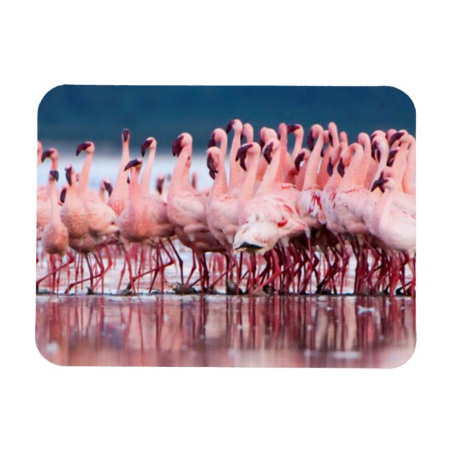 Magnet Flexible Large Group of Lesser Flamingos (Horizontal)