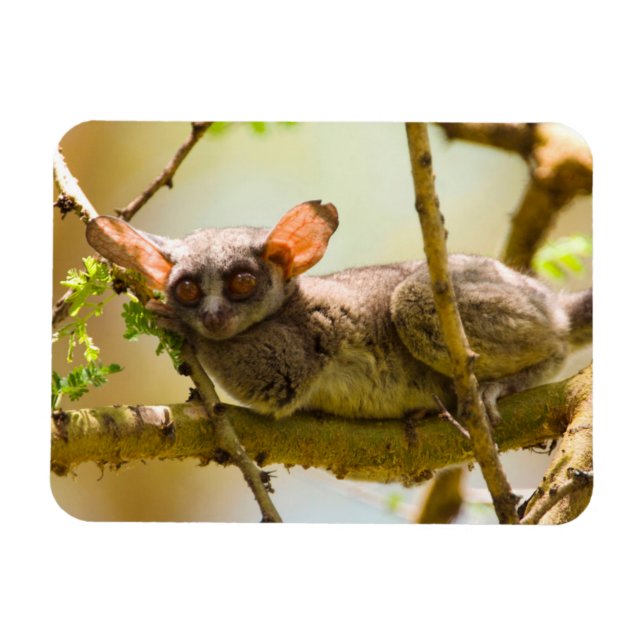 Magnet Flexible Le Bébé du Sénégal (Galago Senegalensis) (Horizontal)