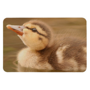 Magnet Flexible Le bébé penche des animaux Mallard de faune