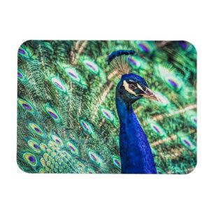 Magnet Flexible Le brillant dans le bleu &Green l'aimant de paon