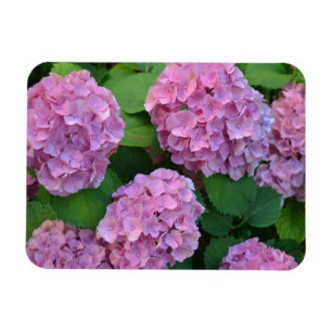 Magnet Flexible Le buisson d'hortensia rose