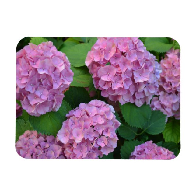 Magnet Flexible Le buisson d'hortensia rose (Horizontal)