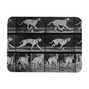 Magnet Flexible Le chien courant, plaquent 707 "de la locomotion