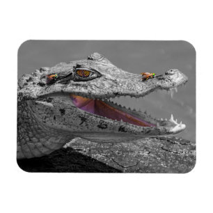 Magnet Flexible Le crocodile souriant et les mouches