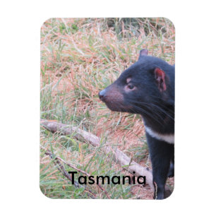 Magnet Flexible Le Diable de Tasmanie