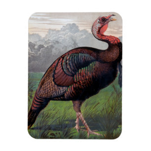 Magnet Flexible Le dindon américain sauvage, illustration de '