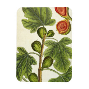 Magnet Flexible Le figuier, plaquent 125 "d'un de fines herbes