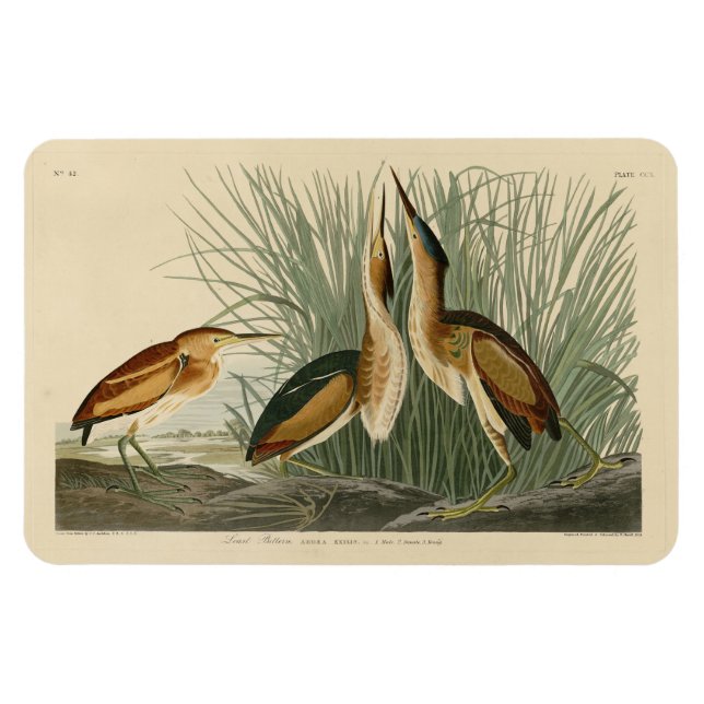 Magnet Flexible Le Petit Bitterne des oiseaux d'Amérique d'Audubon (Horizontal)