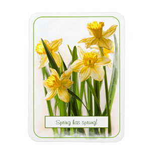 Magnet Flexible Le Printemps a Sprung Yellow Daffodils photo de cl