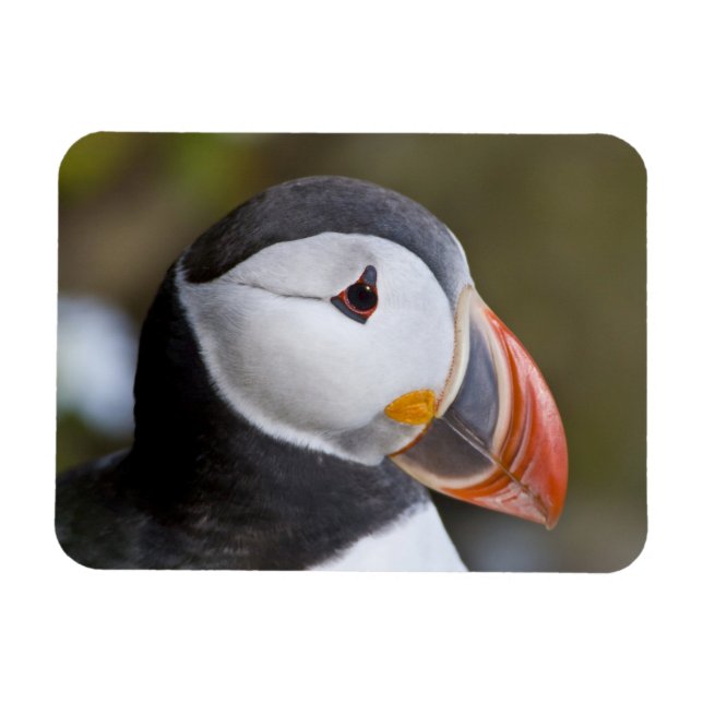 Magnet Flexible Le Puffin Atlantique, un oiseau marin pélagique (Horizontal)