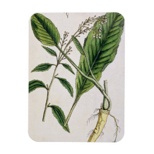 Magnet Flexible Le raifort, plaquent 415 "d'un de fines herbes