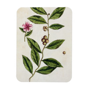 Magnet Flexible Le thé vert, plaquent 351 "d'un de fines herbes