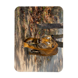 Magnet Flexible Le Tigre indien