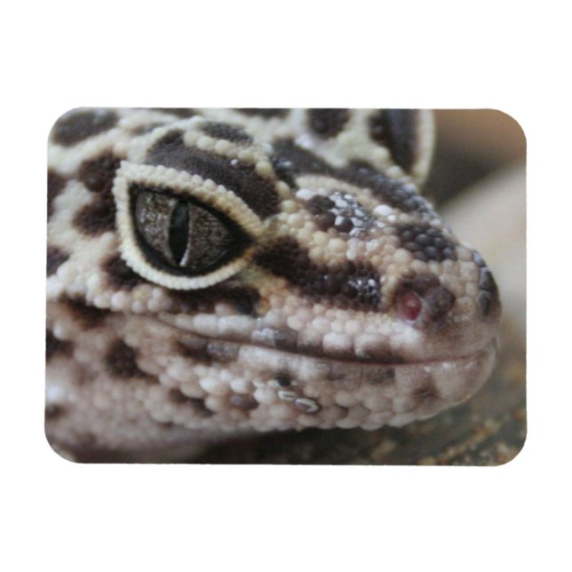 Magnet Flexible Léopard Gecko Yeux Bouche visage gros (Horizontal)