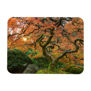 Magnet Flexible L'Érable Dans Les Jardins Japonais En Automne