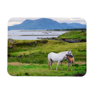 Magnet Flexible Les Chevaux du Connemara   Galway, Irlande
