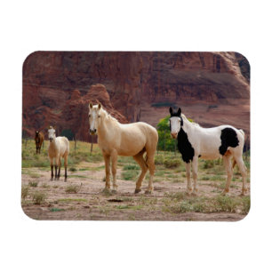 Magnet Flexible Les chevaux navajos courent librement sur le fond 