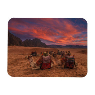 Magnet Flexible Les déserts Camels Sinai Mountains Egypte