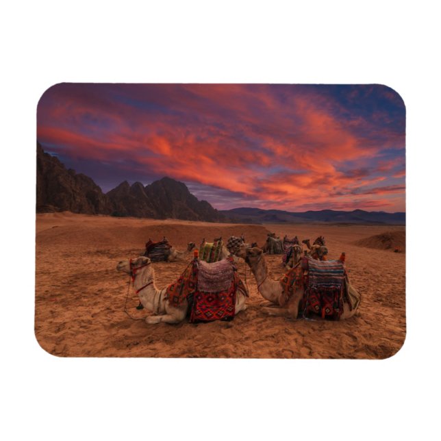Magnet Flexible Les déserts | Camels Sinai Mountains Egypte (Horizontal)