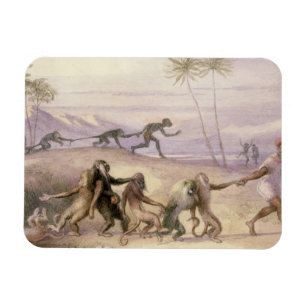 Magnet Flexible Les façons et les coutumes des singes