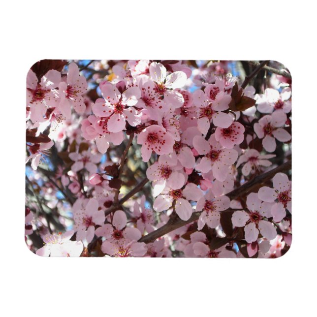 Magnet Flexible Les fleurs roses sur l'arbre à fleurs ornemental (Horizontal)