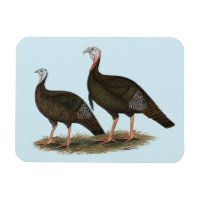 Les Jeunes Filles de Turkeys