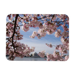 Magnet Flexible Les monuments Jefferson Memorial Cherry Blossoms
