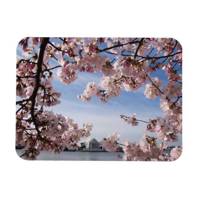 Magnet Flexible Les monuments | Jefferson Memorial Cherry Blossoms (Horizontal)