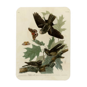 Magnet Flexible Les oiseaux d'Amérique d'Audubon