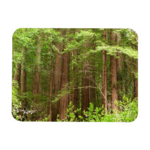 Magnet Flexible Les séquoias au monument national de Muir Woods