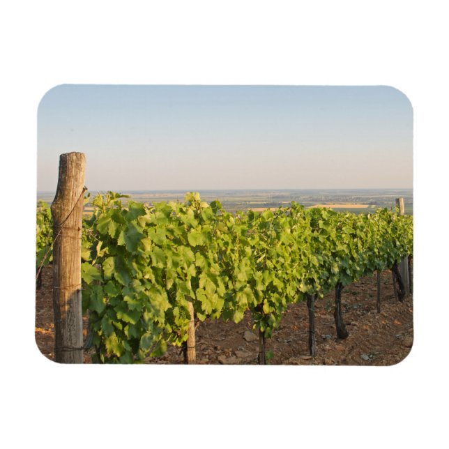 Magnet Flexible Les vignobles de Tokaj, Hongrie (Horizontal)