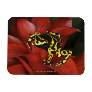 Magnet Flexible Leucomelas de Dendrobates de grenouille de dard