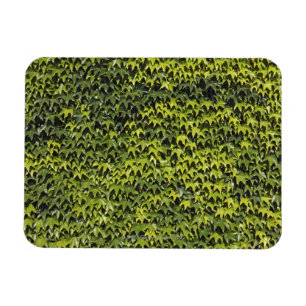 Magnet Flexible Lierre commun (hélice de hedera) au mur de maison