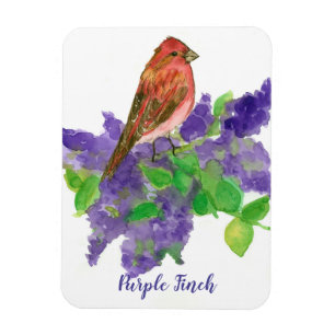 Magnet Flexible Lilacs à Finch violet Aquarelle Fleurs