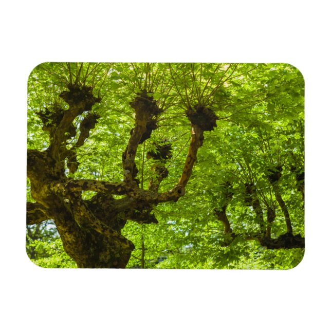 Magnet Flexible L'île de Sao Miguel (Horizontal)