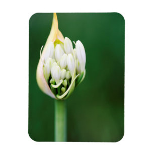 Magnet Flexible Lily africaine, Praecox d'Agapanthus, Cap