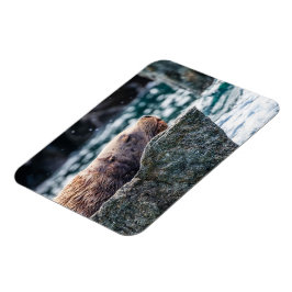 Magnet Flexible Lion De Mer Dans La Baie De Résurrection, Alaska