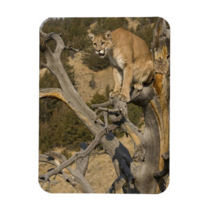 Magnet Flexible Lion de montagne, aka puma, couguar ; Puma concolo