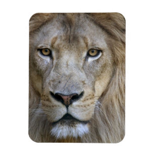 Magnet Flexible Lion mâle adulte au zoo de Sacramento, Californie