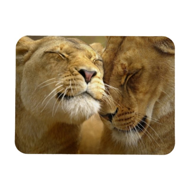 Magnet Flexible Lions aimant (Horizontal)