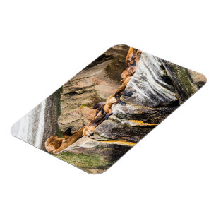 Magnet Flexible Lions De Mer Posés Sur Les Rochers