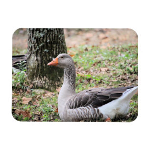 Magnet Flexible Liquide