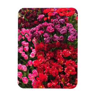 Magnet Flexible Lit de jardin rouge, violet et rose Tulip, Oregon