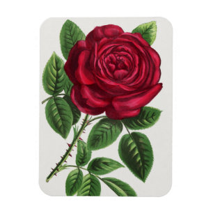 Magnet Flexible Lithographie de rose antique, François-Frédéric Gr