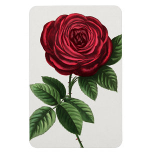 Magnet Flexible Lithographie de rose antique, François-Frédéric Gr