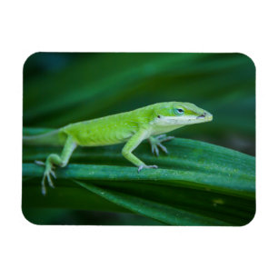Magnet Flexible Lizard d'Anole Verte